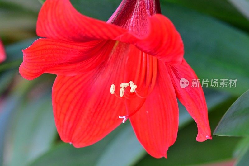 孤挺花/ Hippeastrum